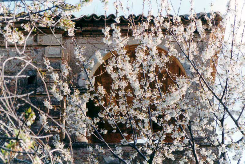 Il  Convento dei Riformati dietro un ciliegio