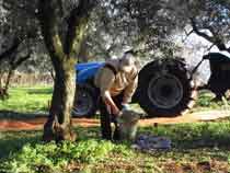 Raccolta delle olive