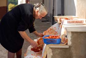 Pomodori secchi 