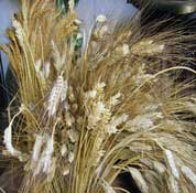 Spighe di grano