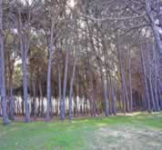 La Pineta di Colamaio