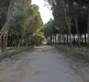 Vista della pineta di Colamaio